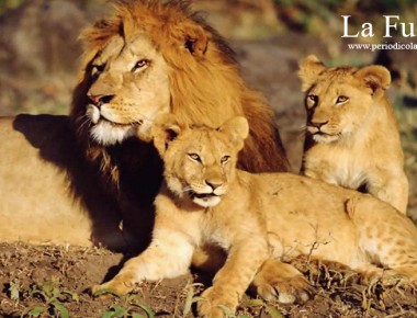 D´TOUR: Estas vacaciones conoce el Parque Zoológico Wameru