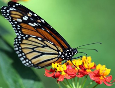 UAQ entre las mil 300 instituciones que monitorean a la mariposa monarca en México