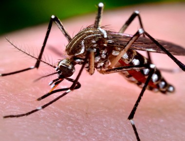 Sectretaría de Salud emite recomendaciones para prevenir virus Zika