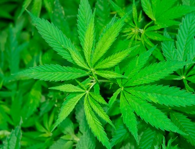 Jóvenes mexicanos buscan consumo recreativo de la marihuana