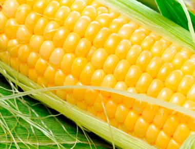 Estudiantes de la UAQ realizan investigación sobre la producción del maíz