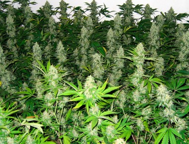 Ministros aprueban el uso de marihuana con fines lúdicos y recreativos