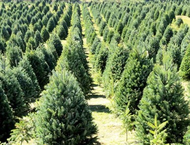Guadalajara recibe apoyo de Conafor para producir árboles navideños con manejo sustentable