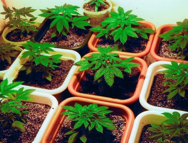 Secretaría de Salud y SEGOB darán a conocer plataforma digital con información sobre la marihuana