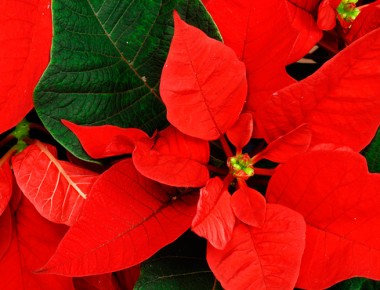 Este año floricultores esperan derrama económica de 38 mdp por venta de nochebuenas