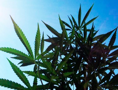En 9 días COFEPRIS entregará permiso de cannabis