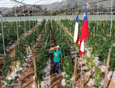 Chile inaugura el mayor cultivo de marihuana terapéutica de América Latina