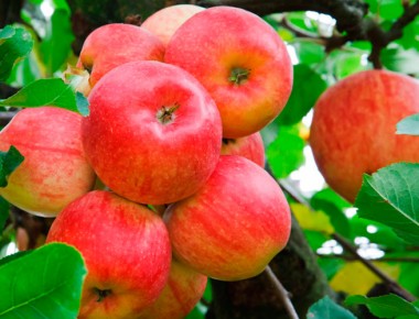 San Joaquín buscará duplicar producción de manzanas