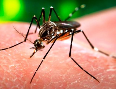 OMS advierte que virus zika llegará a toda América