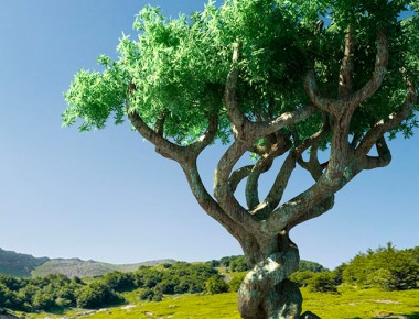 Tratan de crear “superárboles” resistentes al cambio climático en Chile