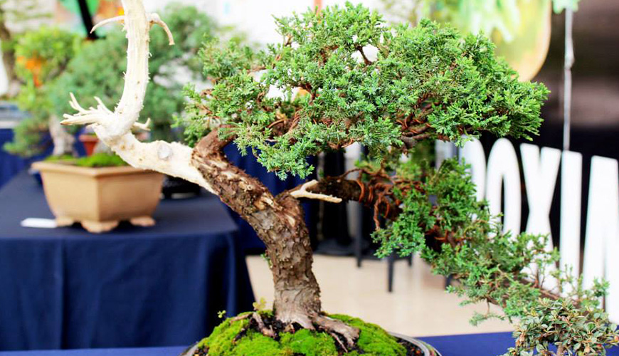 Árbol estilo Han Kengai