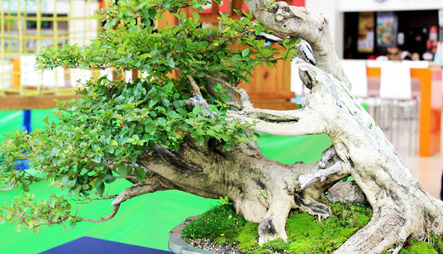 Árbol estilo Fukinagashi