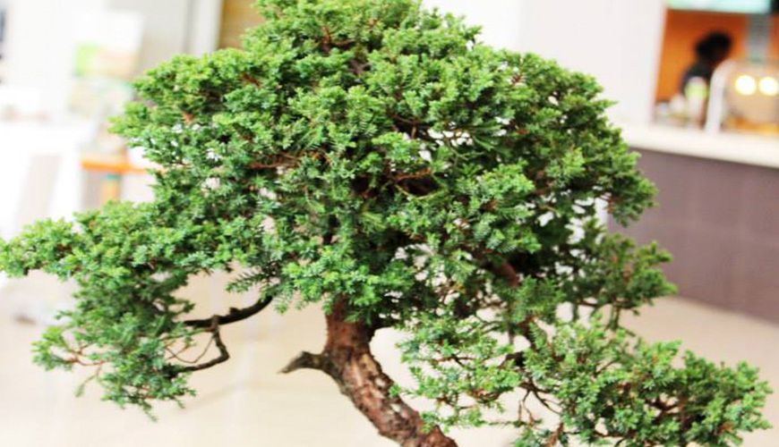 Árbol miniatura estilo Bunjin