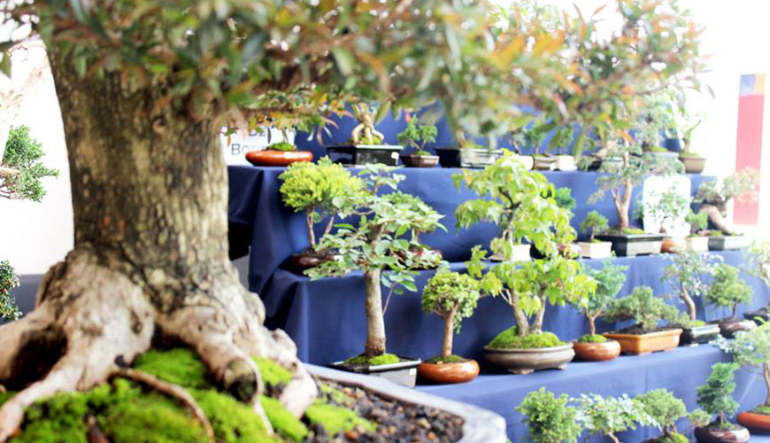Árbol miniatura de Ahuehuete o Sabino