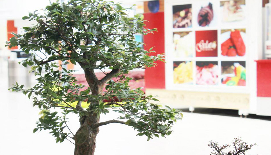 Ejemplar de la exposición “Pasión por el Bonsái”