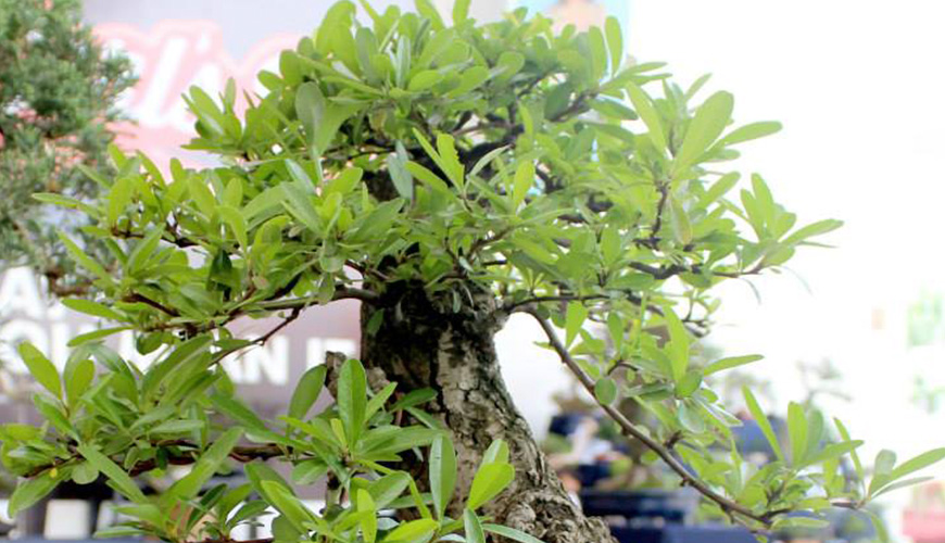 Árbol miniatura Liquidambar