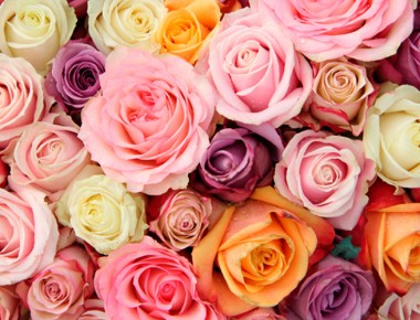 Flores
