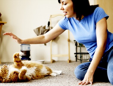 Datos científicos de tu gato que te sorprenderán