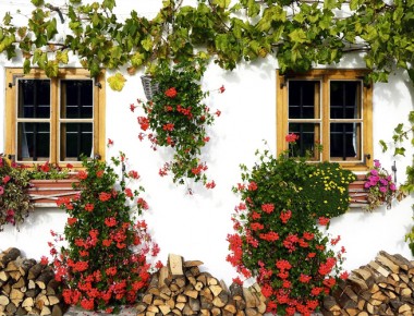 Estas plantas ayudan a purificar el aire ¿Las tienes en casa?