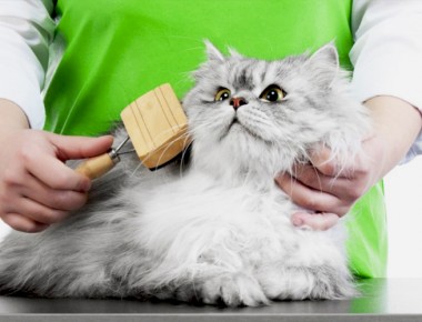¿Problemas con la cantidad de pelo que suelta tu gato? Aquí la solución