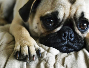 ¿Depresión en perros? Aquí las causas, síntomas y tratamiento
