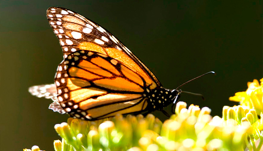 Angangueo el lugar donde miles de mariposas llegan esta temporada