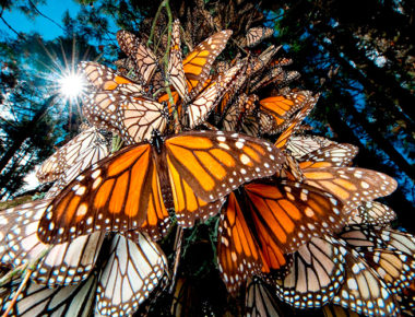 D’Tour: Conoce Angangueo, el lugar perfecto para apreciar las mariposas en otoño e invierno