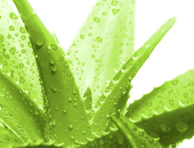 Superfoods o Superalimentos, conoce sus beneficios