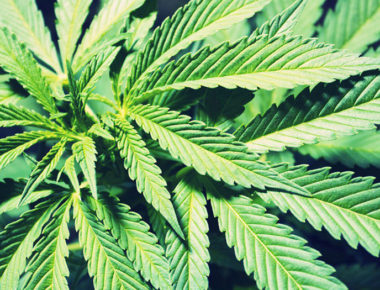 Es oficial, legalizan uso de la marihuana en México