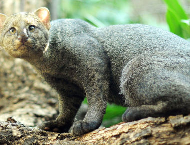 Beneficia CONAFOR 3 mil 350 hectáreas para conservación de biodiversidad en Sierra Gorda de Querétaro