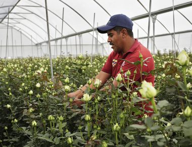 Programa PASE beneficia a 39 floricultores con inversión de 8.49 mdp
