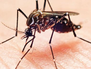 Emiten recomendaciones por dengue, zika y chikungunya