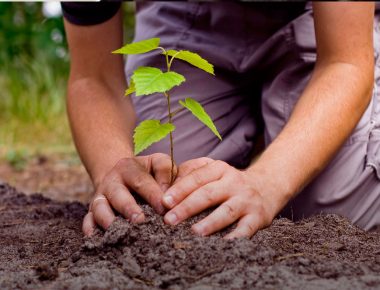 AMLO anuncia plan de reforestación de un millón de hectáreas