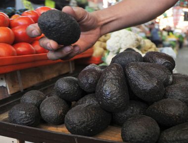 Precio del kilo de aguacate continúa en ascenso