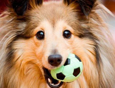 Tips para cuidar a tu mascota