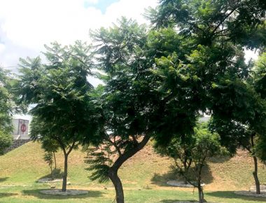 Conoce los beneficios que te da el tener un árbol en casa