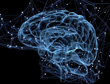 La simetría del cerebro de la mujer según la biología