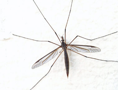 Remedios caseros para alejar a los mosquitos