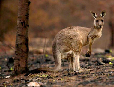 Lanzan comida para animales sobrevivientes de Australia