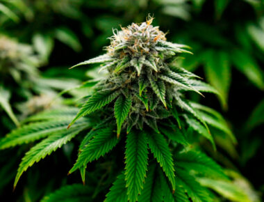 Habrá foros para concientizar sobre uso de la marihuana en Querétaro