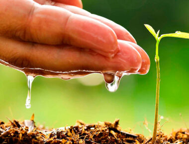 Día Mundial del Medio Ambiente, ante una pandemia inesperada