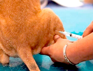 Comienza Jornada Nacional de Vacunación Canina y Felina