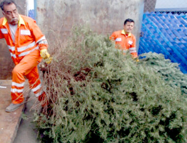 Municipio de Querétaro recolecta árboles naturales navideños
